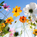 Zahradní kalendář 2026: Od kácení starých větví po první výsadbu – zvládněte jaro bez stresu